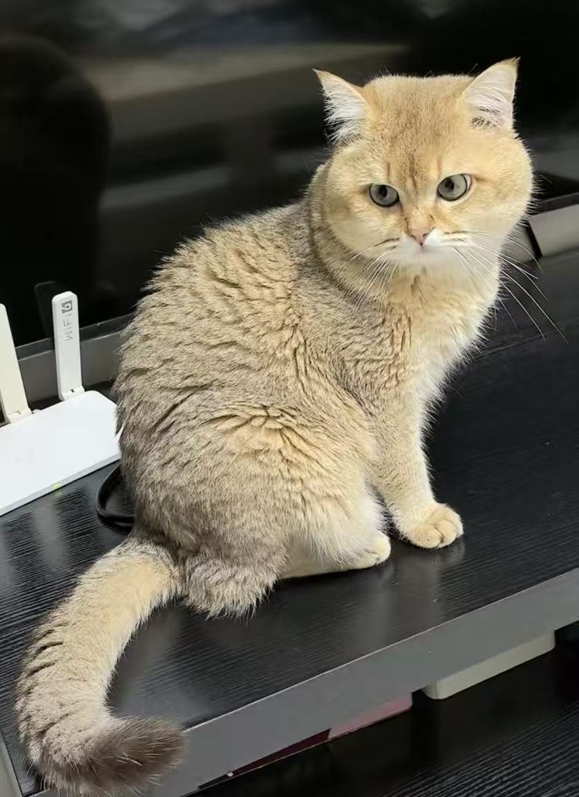Yuanbao, Tan Su's golden shaded British Shorthair cat