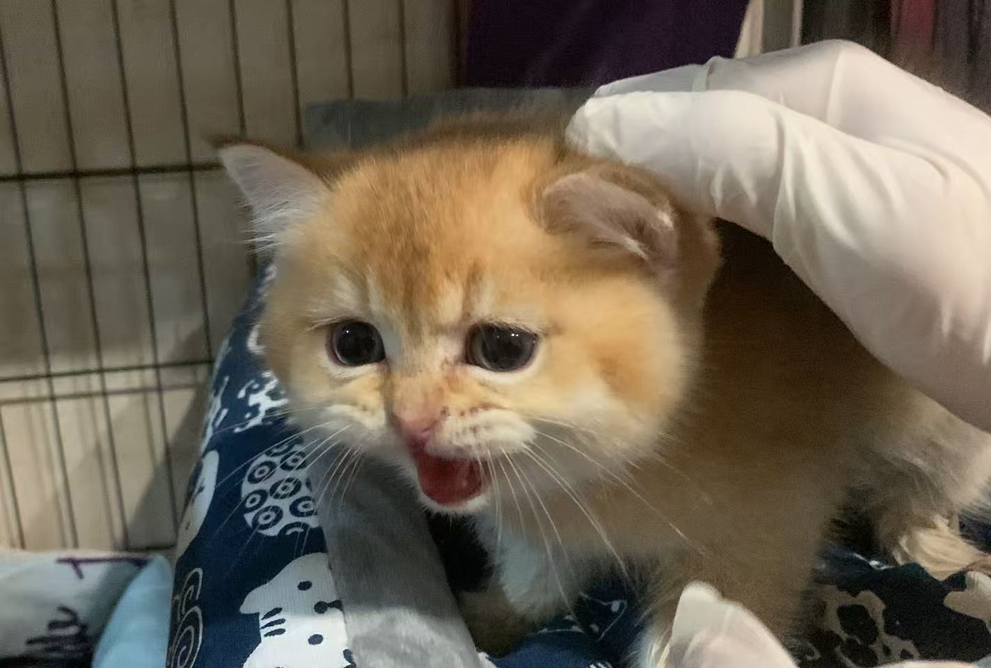 Yuanbao at two months old